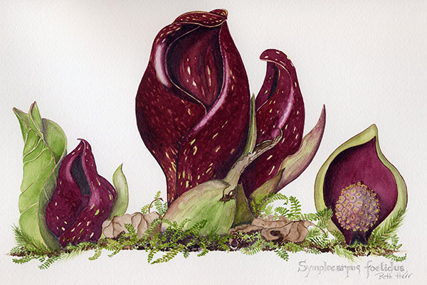 Watercolor painting of skunk cabbage by Beth Herr