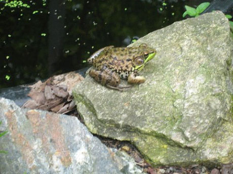 Green Frog on rock