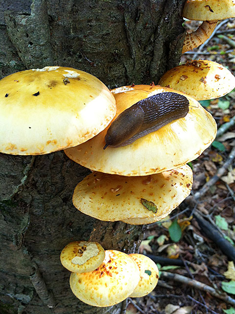 Slug resting on mushroom