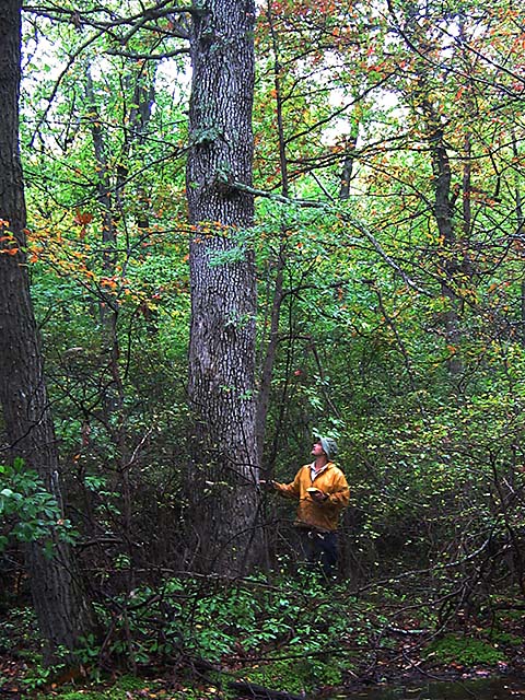 Man standing next to large black gum tree next to woodland pool