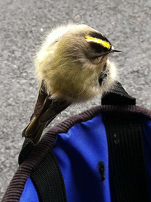 Yellow-striped warbler on backpack