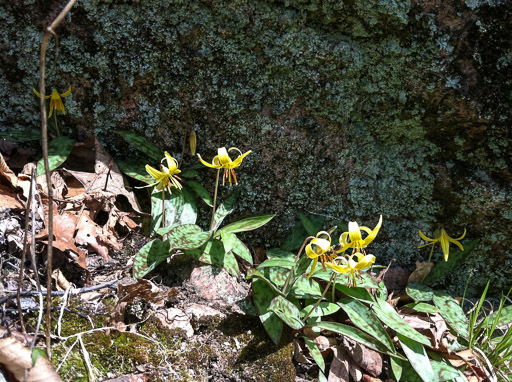 Photo of trout lilies