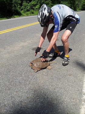 A snapping turtle in road with bicyclist reaching down for it