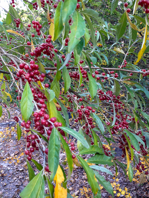 Autumn olive loaded with red berries