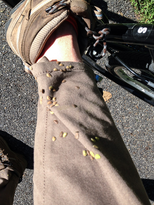 Tick trefoil seeds stuck tight to pant leg of bike rider