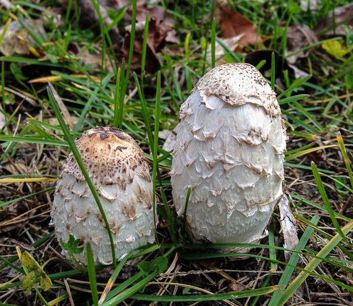 Two “shaggy mane” mushrooms poke up through short grass