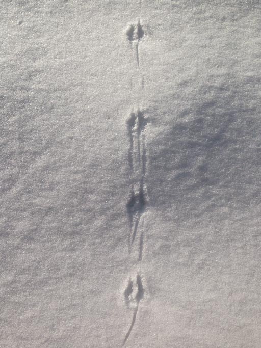 White-footed mouse trail in snow