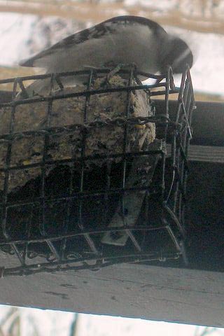 Picture of downy woodpecker on suet block