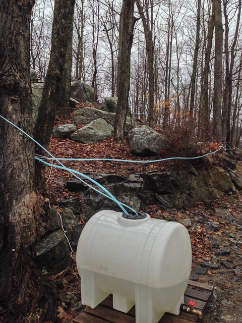 Photo of maple sap collection operation at Clearpool.