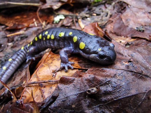 Photo of a spotted salamander (Ambystoma maculatum)