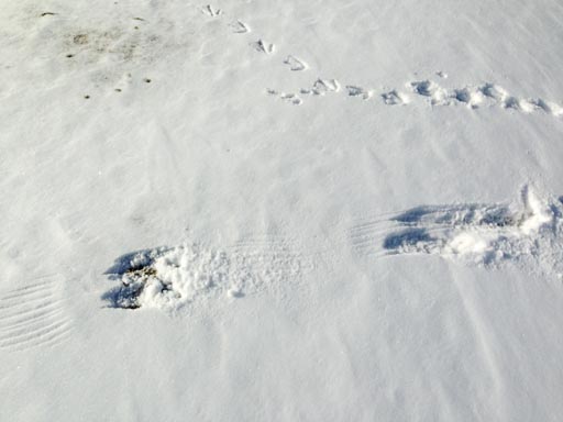 Photo of two unusual impressions in the snow apparently left by a goose
