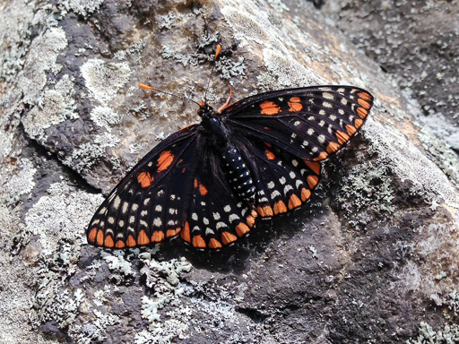 Photo of Euphydryas phaeton resting on a lichen-covered rock