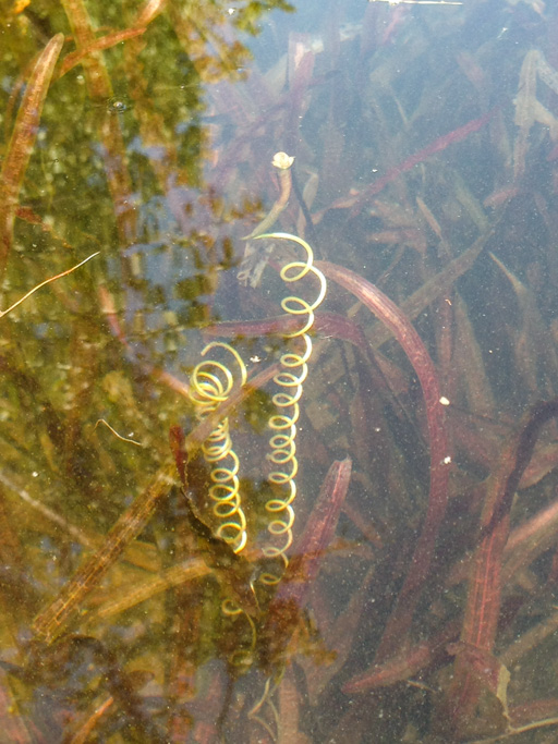 Photo of wild celery female flowers reaching in helices toward the surface of the water