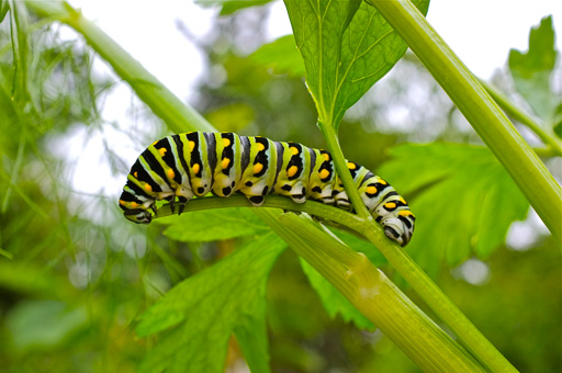 Photo of a green, black and yellow caterpillar on a celery plant