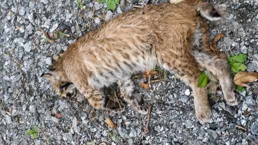 Photo of a bobcat dead on the side of the road