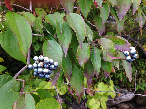 Photo of swamp dogwood tree branches with leaves and clusters of blue berries