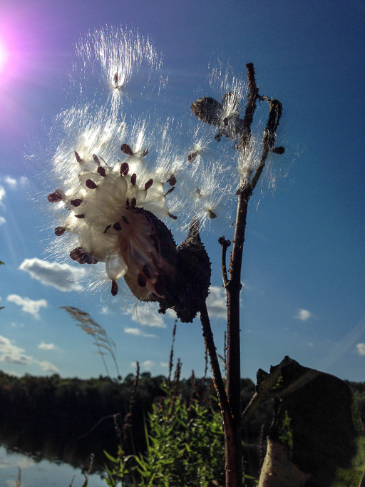 Photo of milkweed pod bursting open and releasing its seeds