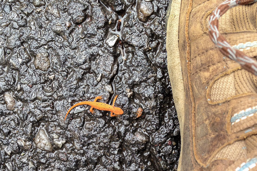 Photo of juvenile red-spotted newt next to a hiking boot for scale