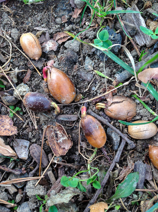 Photo of sprouting chestnut oak acorns