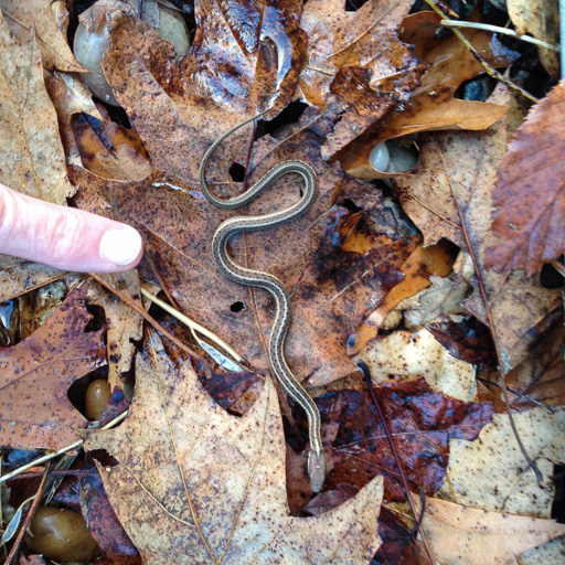 Photo of very small eastern garter snake in leaf litter