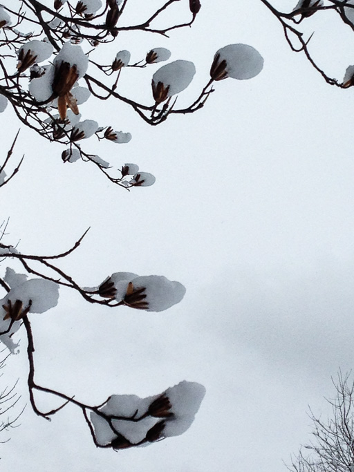 Photo of tulip tree axes (the remains of the fruit) each covered with a thick frosting of snow