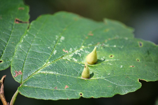 Photo of witch-hazel leaf showing cone galls