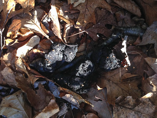 Photo of bobcat scat on background of fallen leaves