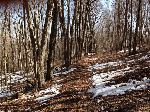 Photo of our early spring woodland