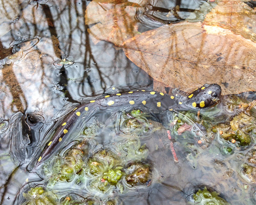 Photo of a spotted salamander in a vernal pool