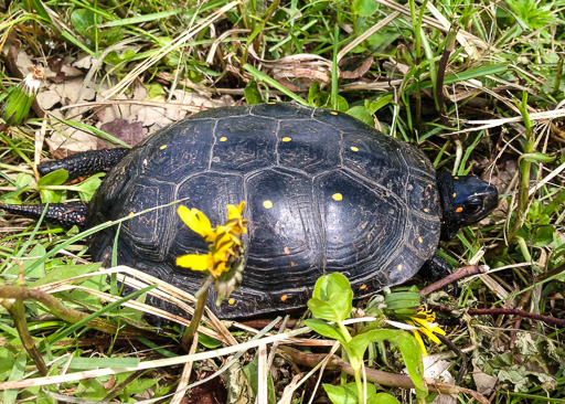 Photo of a spotted turtle (Clemmys guttata) on grass