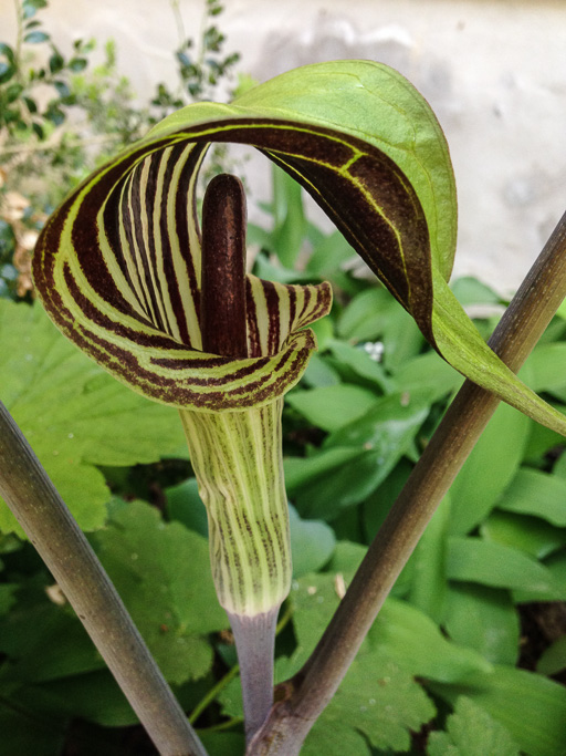 Photo of jack-in-the-pulpit (Arisaema triphyllum) in bloom