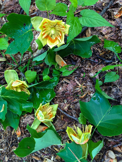 Photo of tulip tree (Liriodendron tulipifera) blossoms and leaves