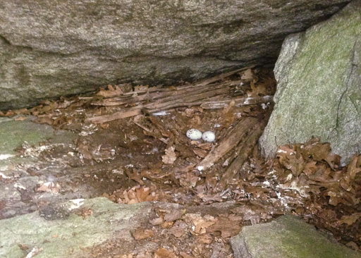 Photo of turkey vulture (Cathartes aura) nest with two eggs