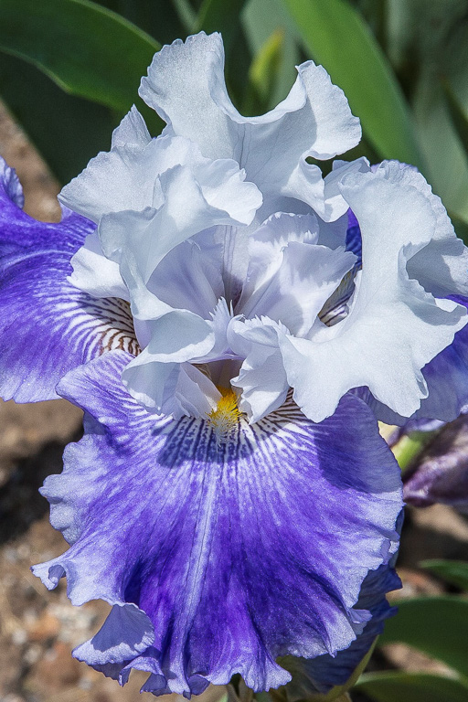 Closeup photo of an iris in bloom