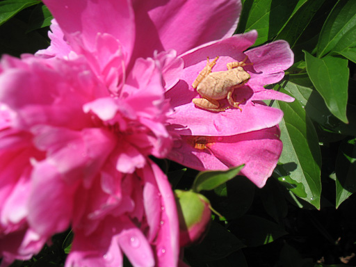 Photo on a spring peeper perched on the petal of a peony flower