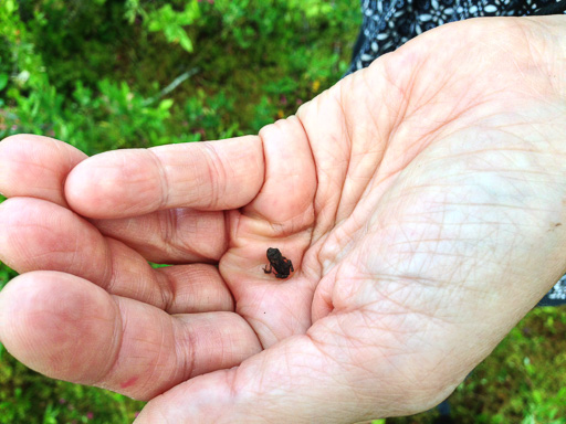 Photo of a tiny American toad in the palm of a hand