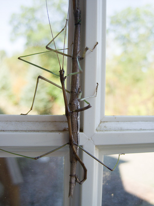 Photo of mating northern walking sticks (Diapheromera femorata) on a window 