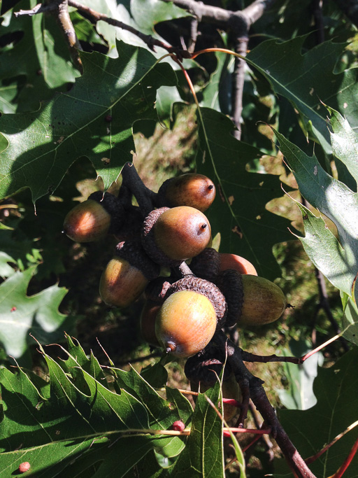 Photo of acorns attached to the tree