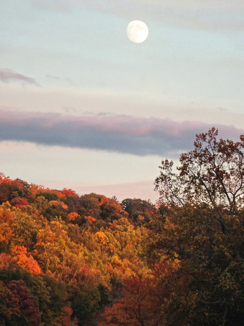 Photo of nearly-full moon over autumn trees