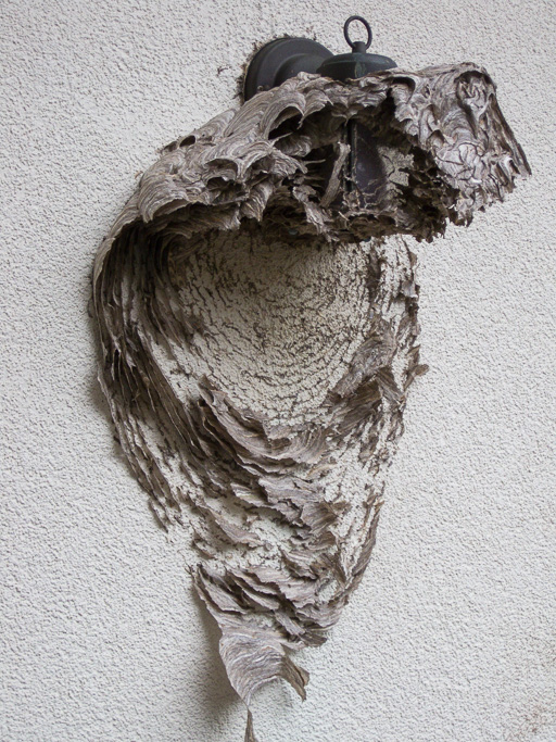 Photo of bald-faced hornet nest destroyed by wind and rain