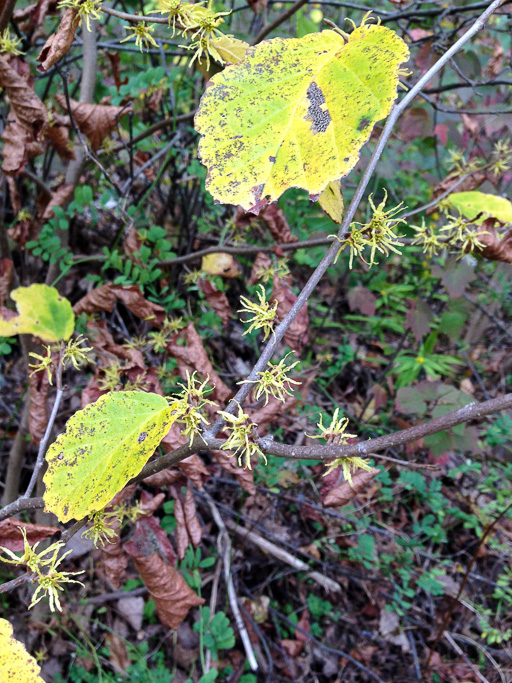 Photo of witch-hazel blooms in the last fall