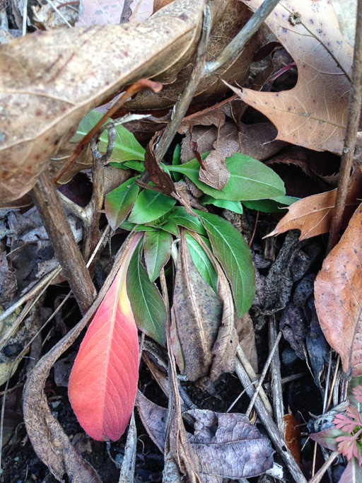 Photo of plant rosette with green leaves taking advantage of a warm day in December