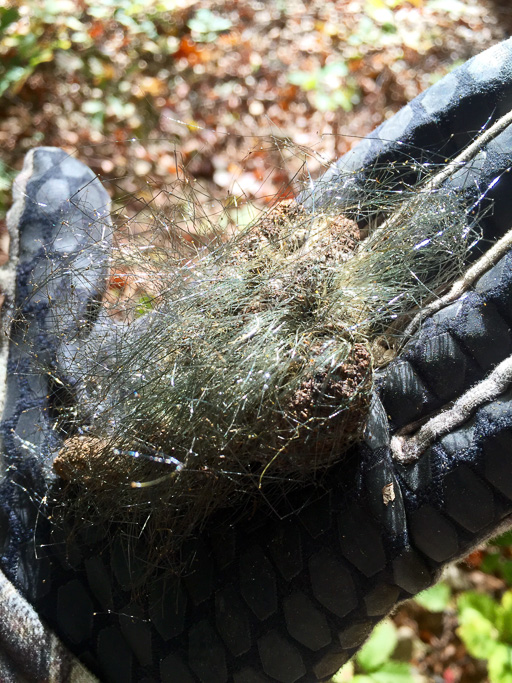 Photo of gloved hand holding a piece of frozen bear scat with Pilobolis sp. fungus fruiting bodies growing from it like coarse hair
