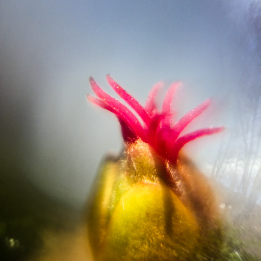 Close-up photo of tiny bright-red female hazelnut flower