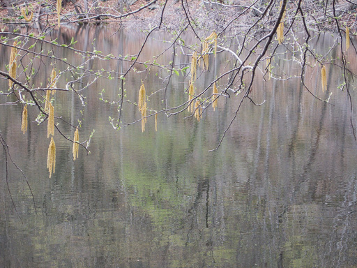 Photo of black birch (Betula lenta) catkins with a backdrop of a calm pond surface