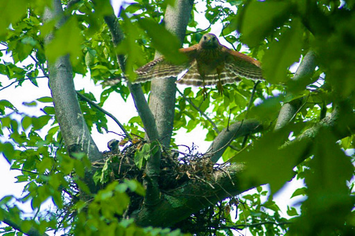 Photo of hawk above her nest with nestlings.