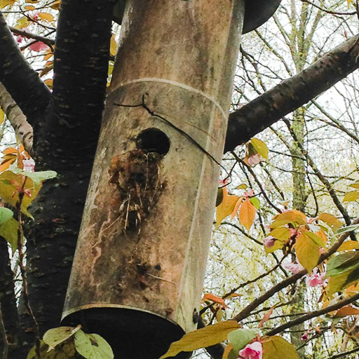 Photo of a titmouse nest destroyed by raccoon