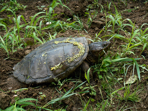 A common snapping turtle (Chelydra serpentina) laying eggs