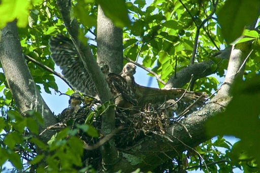 Photo of hawk nestlings spreading their newly fledged wings.