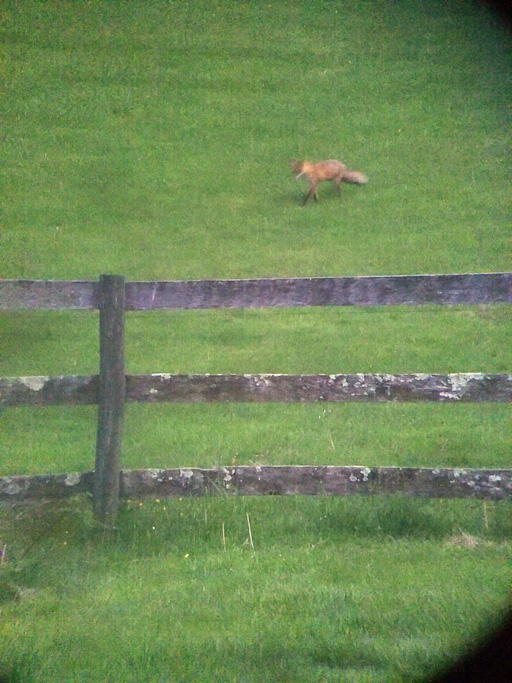 Photo of American red fox (Vulpes vulpes fulvus)